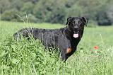 BEAUCERON 456